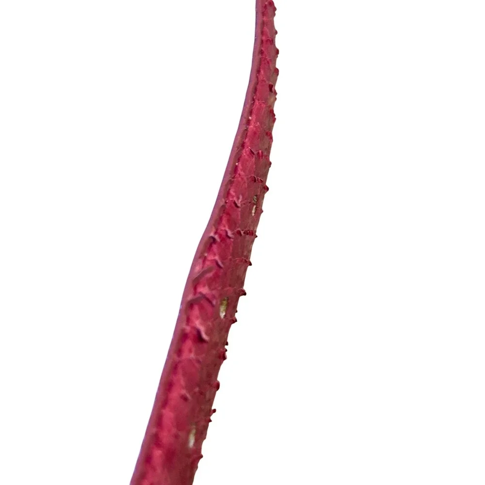 Saks Fifth Avenue Pink Snakeskin Leather Belt Gold Buckle Women's‎ Small